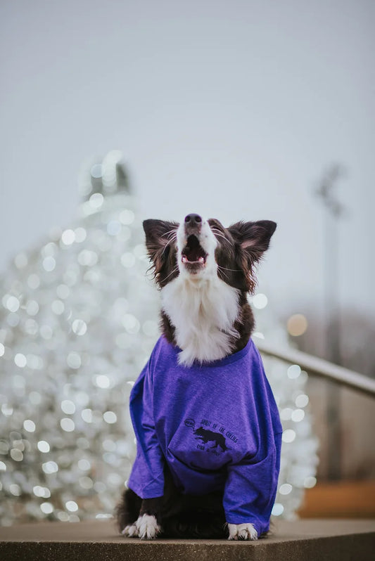 Border Collie Apparel
